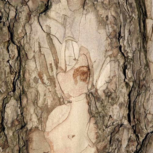 Plane tree bark with a drawing of figures. Ecorce de platane avec figure qui se dessine.