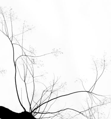 Chemin de vie