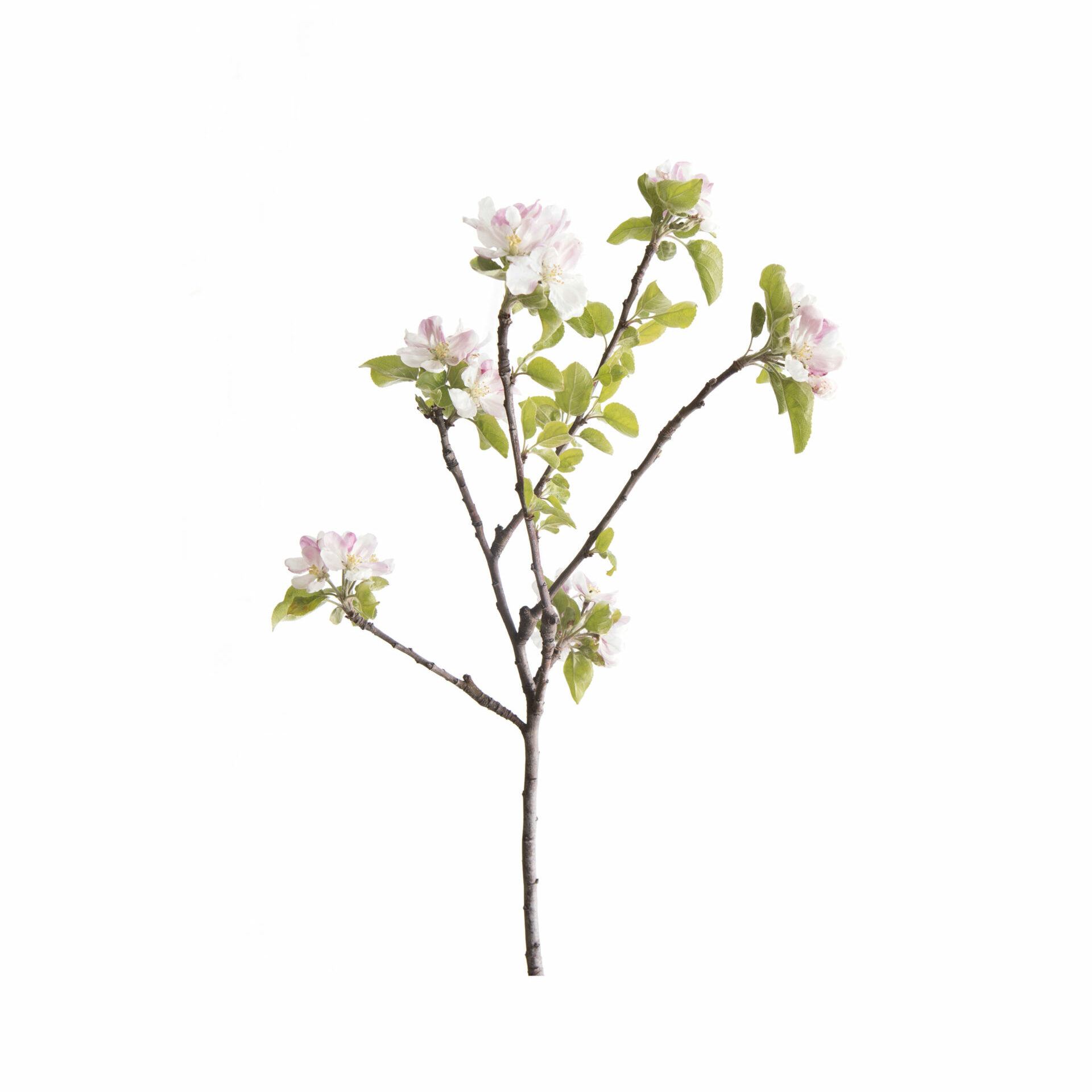 Inflorescences