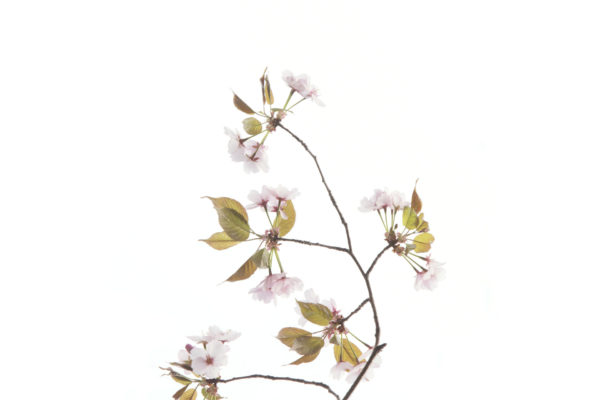 Les arbres en fleurs.