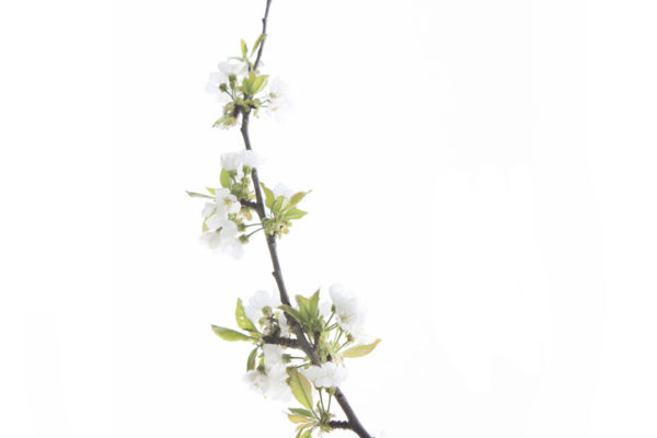Les arbres en fleurs.