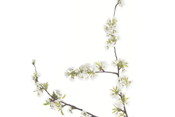 Les arbres en fleurs.